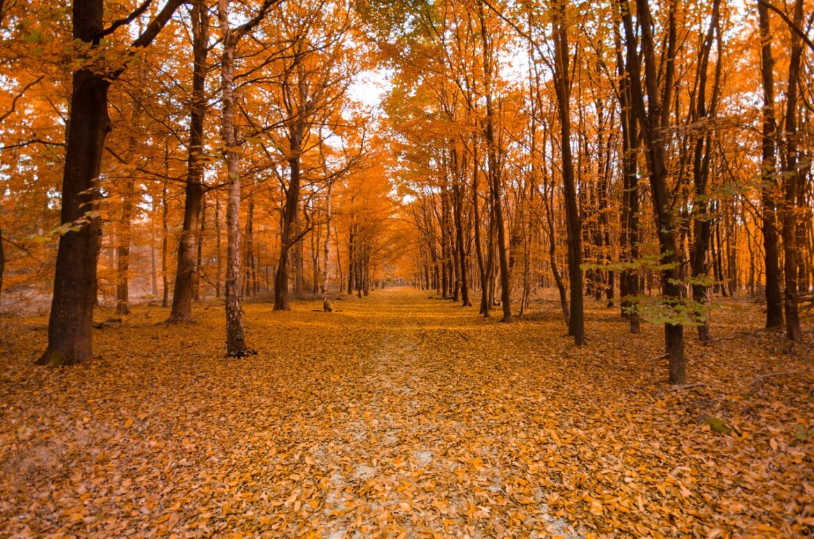 Scenic Spots for Fall Foliage Near Our Cranberry Apartments
