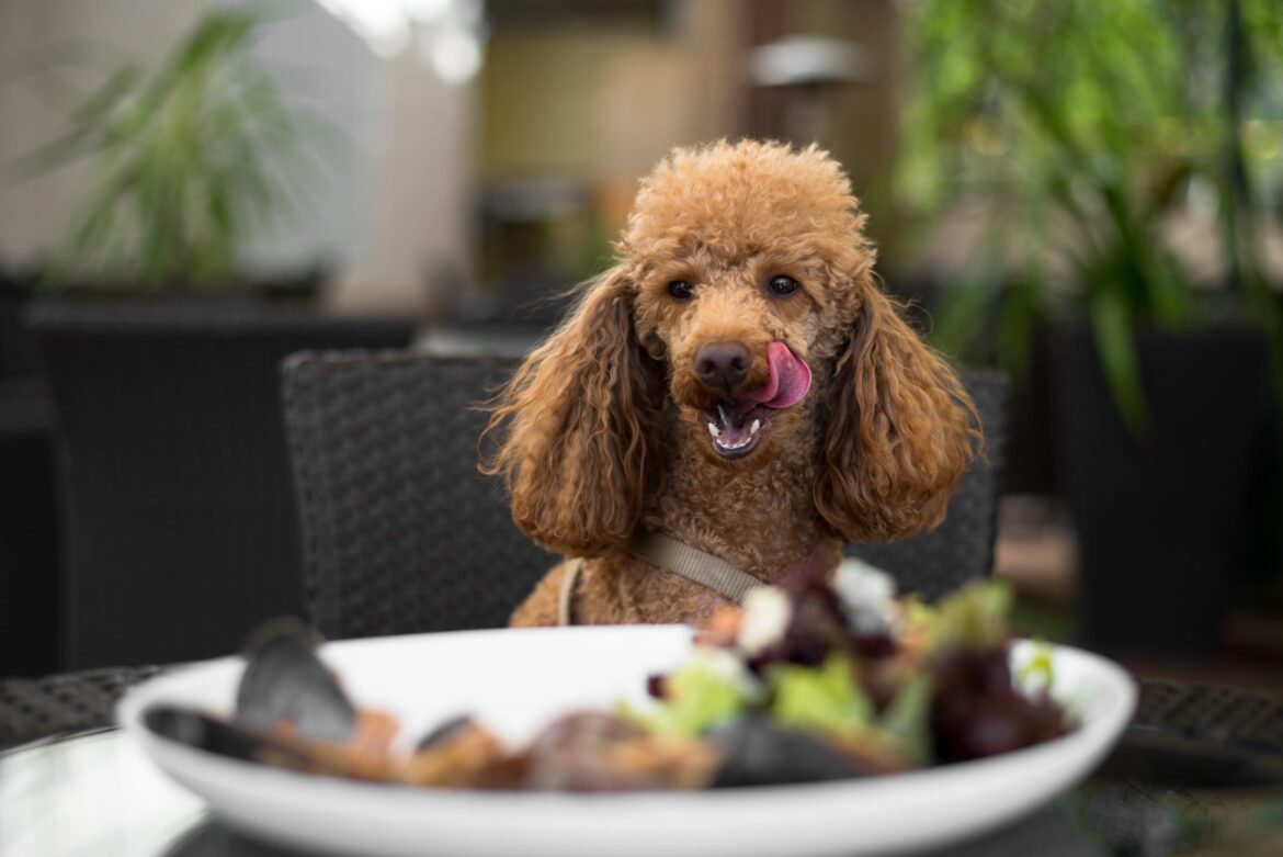 Cranberry's Best Pet Friendly Restaurants